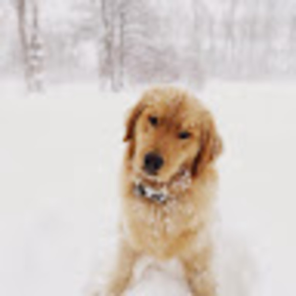 Meet your Posher, Cvw - Picture 1 of 1